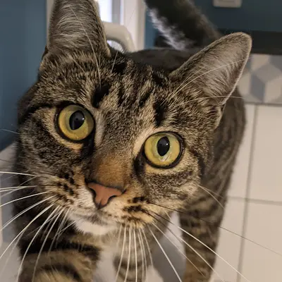 Happypets - Pension Pour Chats