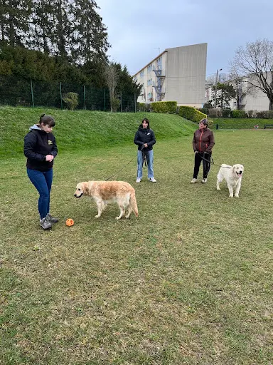 Dog & Picture