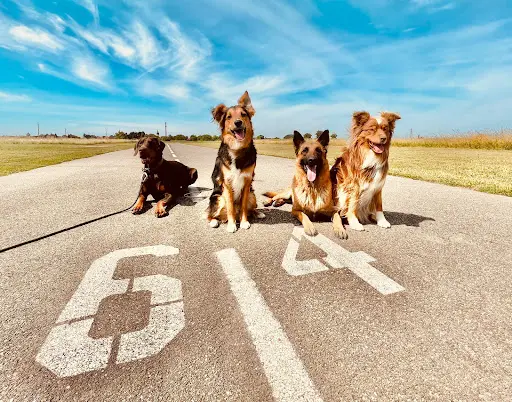 50 Nuances de Chiens
