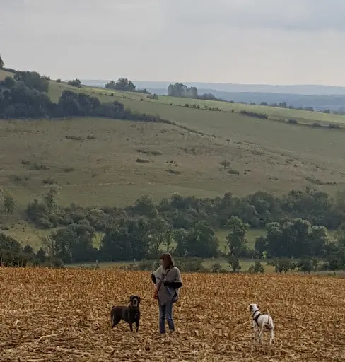 Dogs Harmony