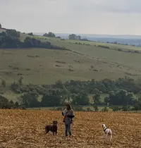 Dogs Harmony