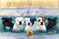 Elevage Of Staffy Pianottoli