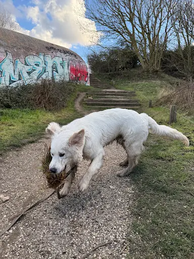 Cani- Emotion: Educateur Canin Pour le Bien-être de Votre Chien - le Havre et Ses Alentours