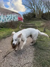 Cani- Emotion: Educateur Canin Pour le Bien-être de Votre Chien - le Havre et Ses Alentours