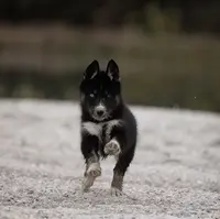 Elevage Legendary White Fang