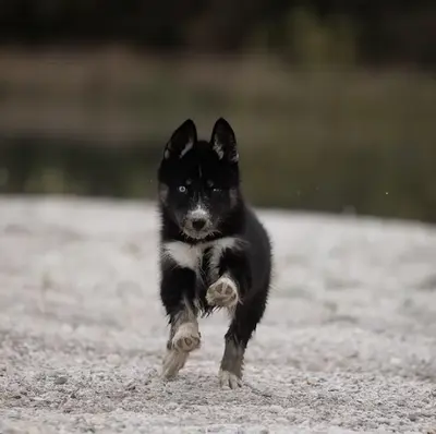 Elevage Legendary White Fang