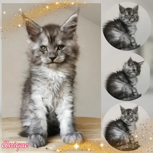Élevage Chatterie de Luxe (élevages de Maine Coon )