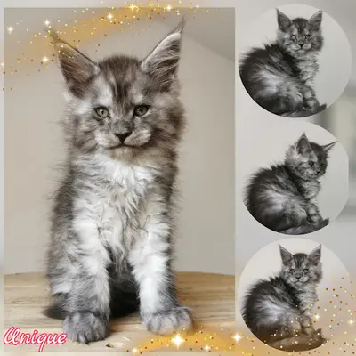 Élevage Chatterie de Luxe (élevages de Maine Coon )