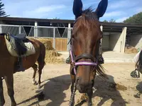 Centre Equestre des Dunes Erdeven