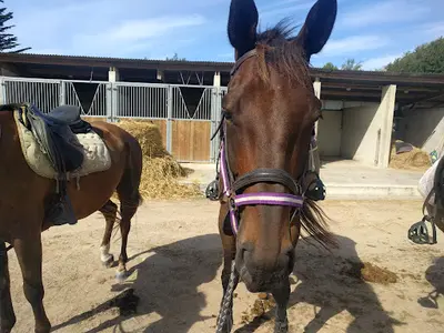 Centre Equestre des Dunes Erdeven