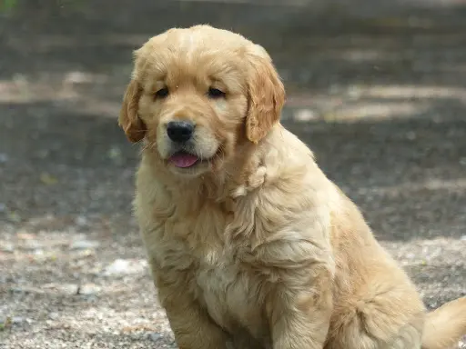 Elevage O Carpe Diem des Museaux - Golden Retriever -