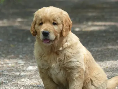 Elevage O Carpe Diem des Museaux - Golden Retriever -