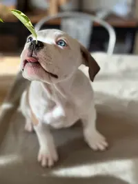 Sacré Bully