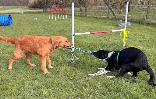 Angiedog S Éducation