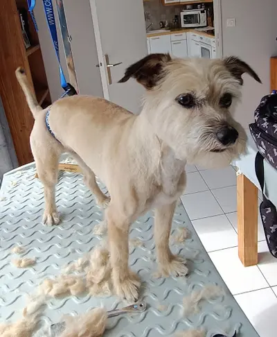 Ô Patounes - Toilettage À Domicile (chien/chat/nac)
