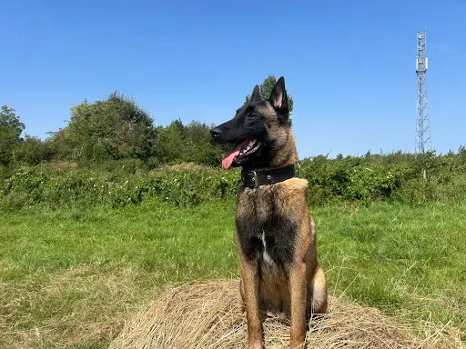 Les Vertus du Chien