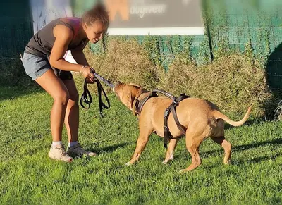 Anima Canis