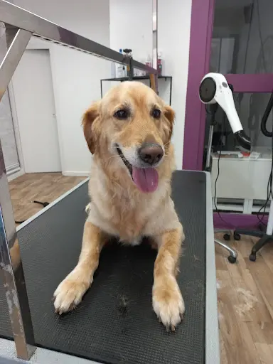 Lave Ta Patte - Salon de Toilettage Canin et Félin