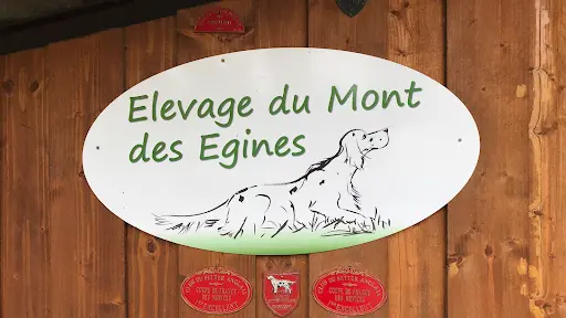 Élevage Setter Anglais du Mont des Egines Montauban
