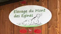 Élevage Setter Anglais du Mont des Egines Montauban