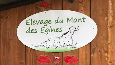 Élevage Setter Anglais du Mont des Egines Montauban