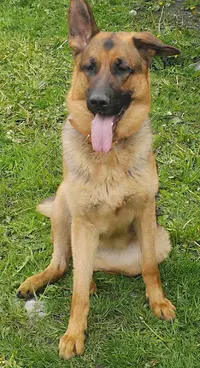 Elodie Taillieu-educateur Comportementaliste Canin-