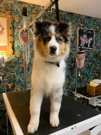 Le Chien Bleu