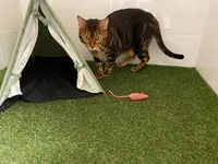 Éducateur Canin Relax Dog - Garde d'Animaux