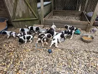 Les Cockers de l'Etang au Coeur Sauvage
