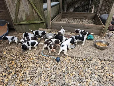 Les Cockers de l'Etang au Coeur Sauvage