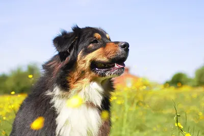 Les Chiens du Silence