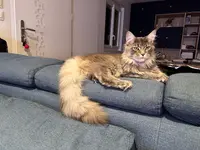 l'Ora des Landes - Maine Coon