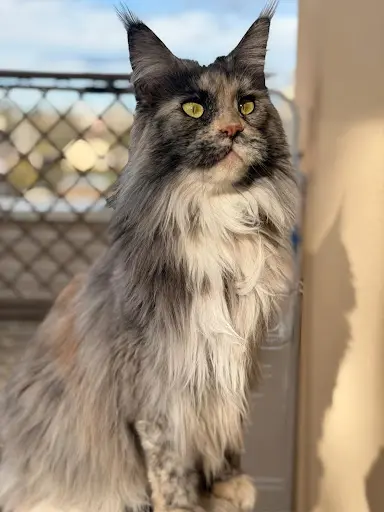 Chatterie Maine Coon du Château d'en Haut. Élevage de Maine Coon Loof
