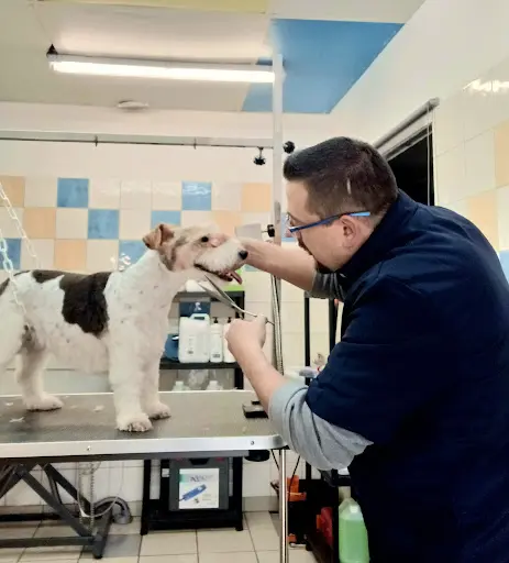 l'Esthetichien Toilettage Canin