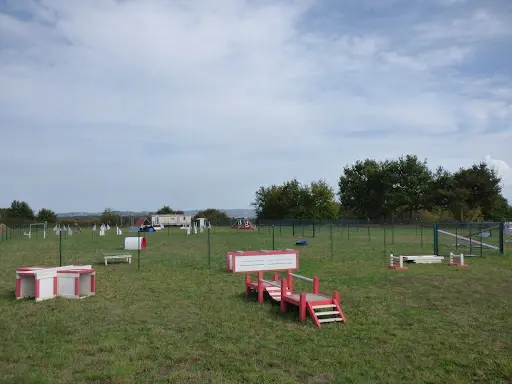 Les Dingos Club Canin