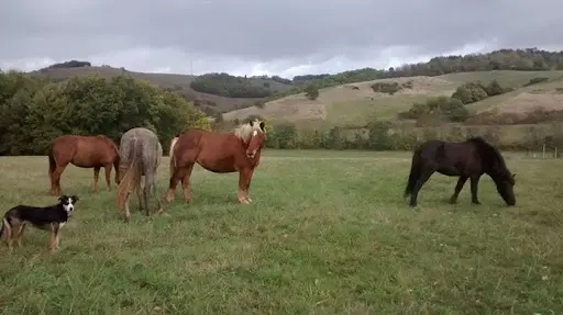 Farandole Equestre