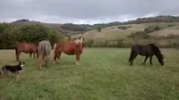 Farandole Equestre