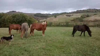 Farandole Equestre