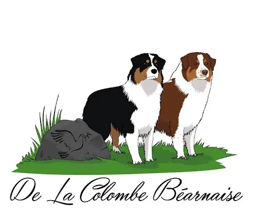 Élevage Canin de la Colombe Béarnaise - Chiens et Chiots Berger Australien