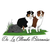 Élevage Canin de la Colombe Béarnaise - Chiens et Chiots Berger Australien