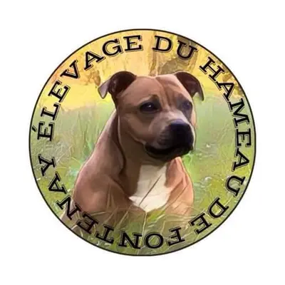 Élevage Hameau de Fontenay: Éleveur de Bouledogue Français et de Staffordshire Bull Terrier Dans le Calvados en Normandie