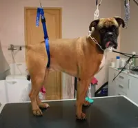 Toilettage Mousse-dog