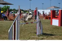 Canitools Educateur Canin