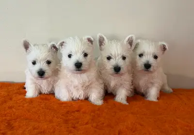 Elevage Cairn Terrier & Westie - Quentin S Touch