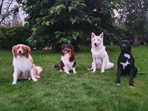 Educ Love Dog