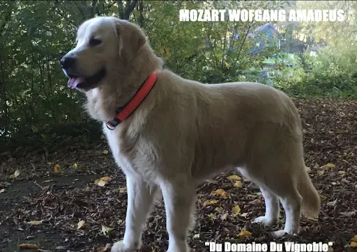 Domaine du Vignoble - Elevage Familial de Golden Retriever Lof & Sacré de Birmanie Loof