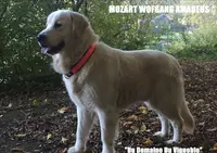 Domaine du Vignoble - Elevage Familial de Golden Retriever Lof & Sacré de Birmanie Loof