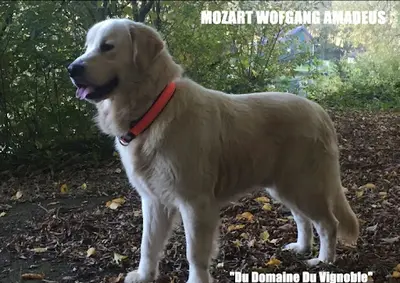 Domaine du Vignoble - Elevage Familial de Golden Retriever Lof & Sacré de Birmanie Loof