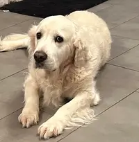 Madog