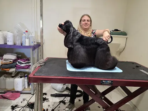 Athenadogs And Cat